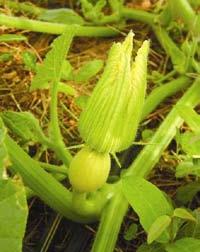 The peduncle presents 5 angle or ribs (as shown above). Cucurbita pepo. The varieties of this species present both runner and bush types. The leaves and stems are prickly.