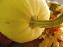 Pollination Squash and pumpkin are monoecious plant with separate male and female flowers on the same plant.