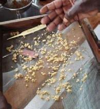 Then clean the seeds by placing them in a fine sieve and pass