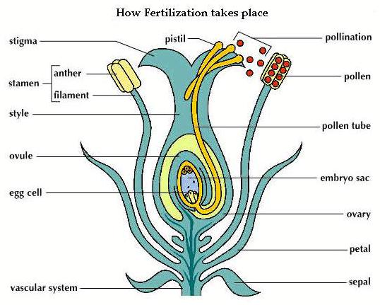 Fertilization is the union of the (male) sperm nucleus from the pollen grain and the (female)