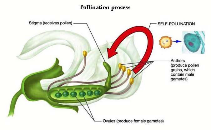 Pollination Plants reproduce and develop seeds through a process called pollination.