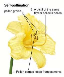 Plants can be classified into 2 main reproductive categories. They are: Self-pollination and Cross-pollination. 1.