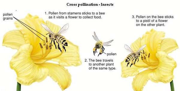 (ii). Insect pollination: These plants have flowers that encourage insects to travel from flower to flower. A great many flowers are pollinated by insects (as shown above).
