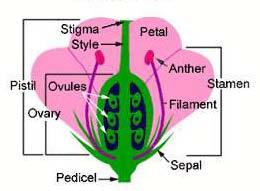 Plants that self pollinate are referred to as Selfers, whereas plants which cross pollinate are referred to as out-crossing or Crossers.