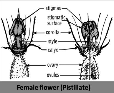 They require wind or insects such as bees to transmit pollen from the anthers of the male flowers to the stigma of the female flowers.