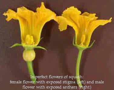 Flower part- Essential organs Stamen is the male reproductive organs in flowers that produce pollen in which sperm or male cell originate. They consist of the filament, anther and pollen.