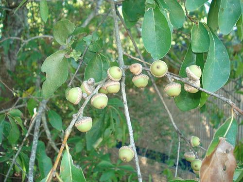 Common Native Texas Edible Plants Acorns Quercus spp. Season: Fall Where to find: Oak trees (white, live, red, burr, post, pin, etc.