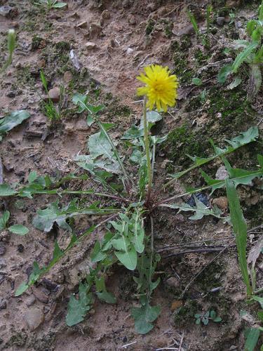 Dandelion Taraxacum officinale Season: Spring, early summer Where to find: Sunny areas, yards Nutritional value: Vitamins A, B, thiamine, riboflavin, minerals,