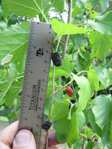 Mulberries Morus microphylla Season: Spring Where to find: Woods, borders between woods and fields, urban landscapes Nutritional value: high in vitamins