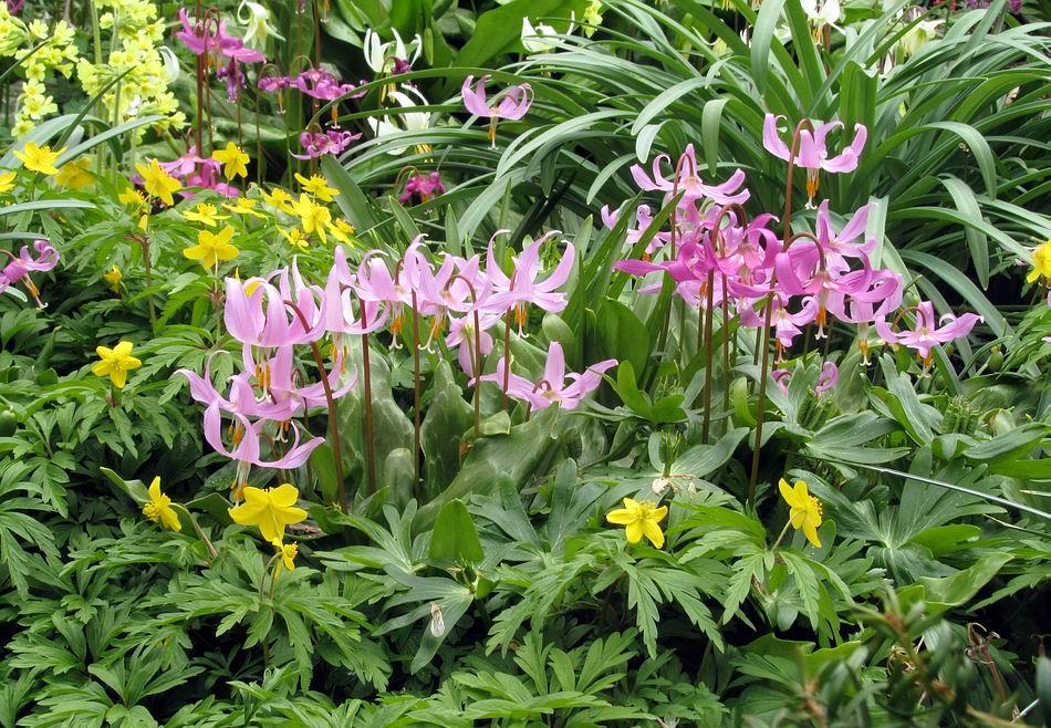Erythronium revolutum grows happily with other spring flowering