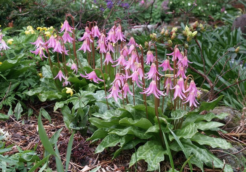 Erythronium revolutum Forms that clump are always welcome in the garden, the clumps above have
