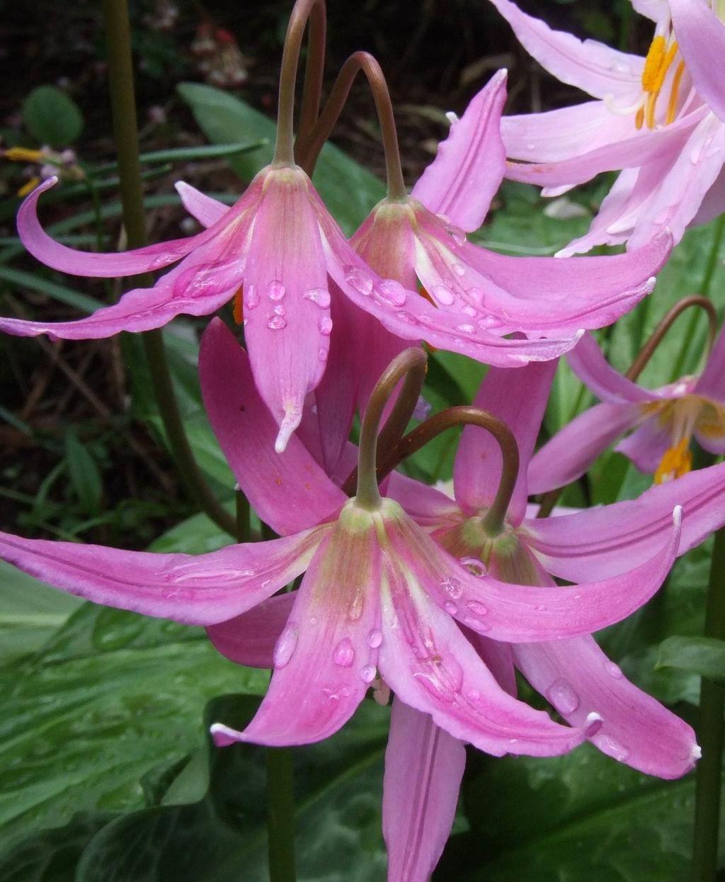 ERYTHRONIUMS IN