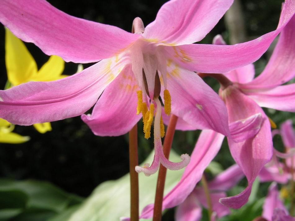 Erythronium revolutum Erythronium revolutum is the only pink species native to Western North America: it grows from Northern California to British Columbia, including Vancouver Island.