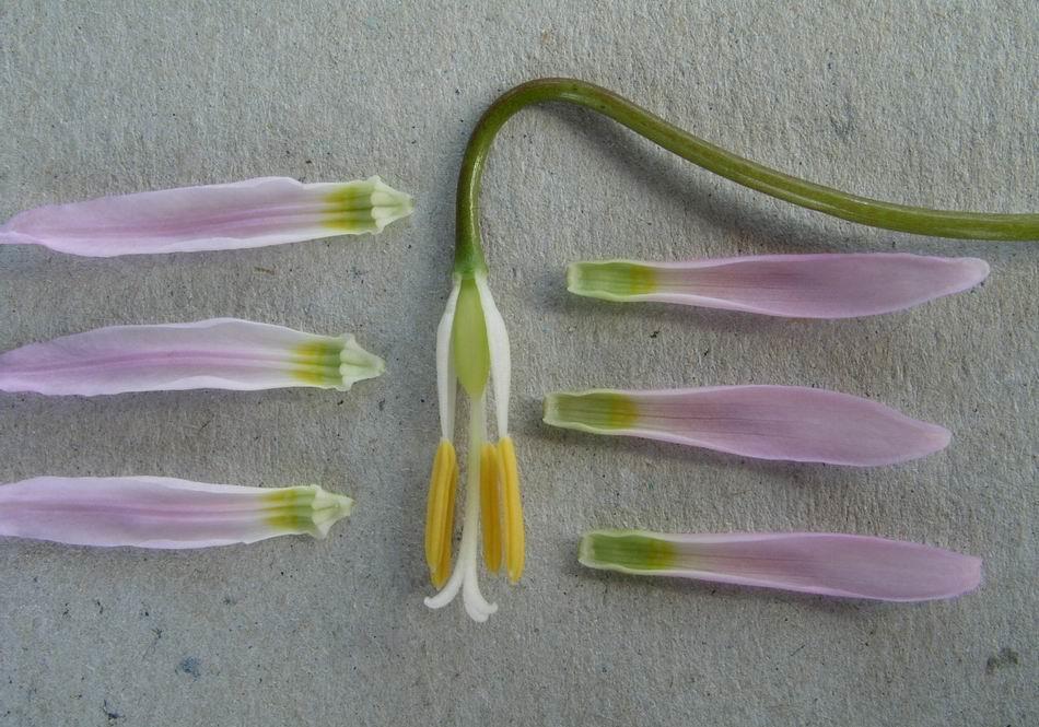 This dissected Erythronium revolutum flower shows clearly the diagnostic features.
