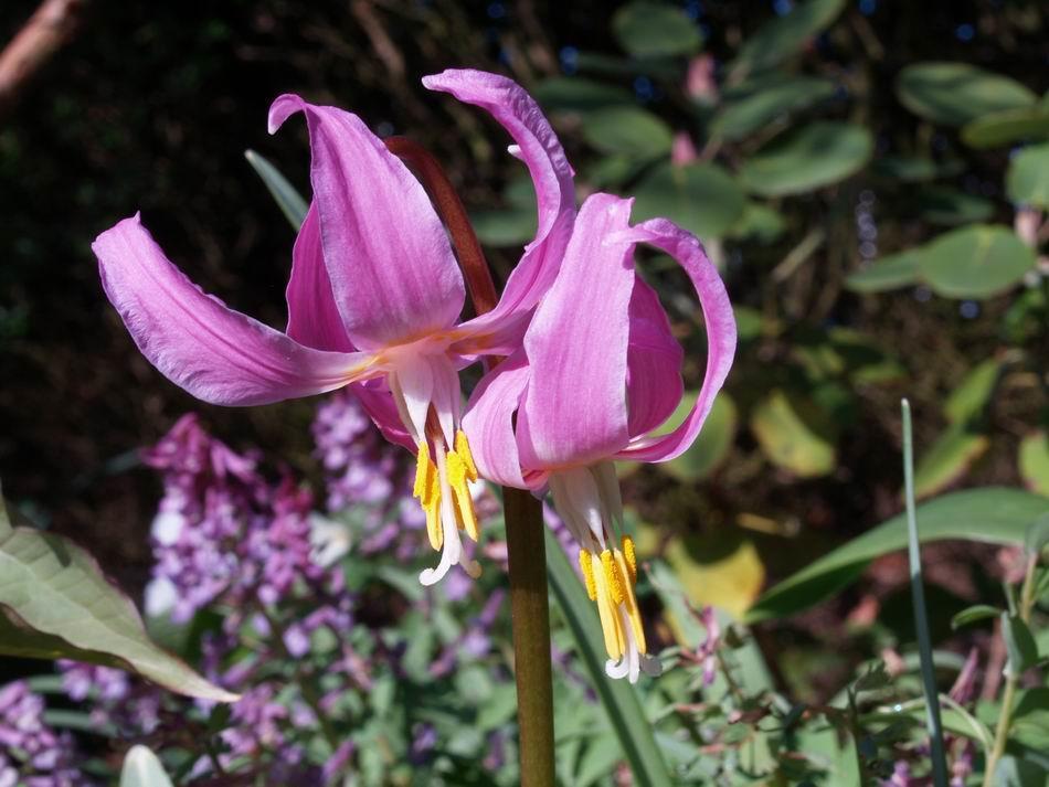 Hybrids of Erythronium revolutum will mostly have multiple flowers, as many as seven, so I always