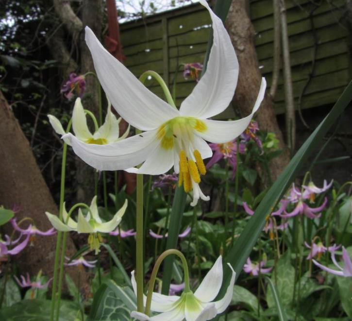 spotted in our garden by its smaller stature, there is little in the way of markings on the