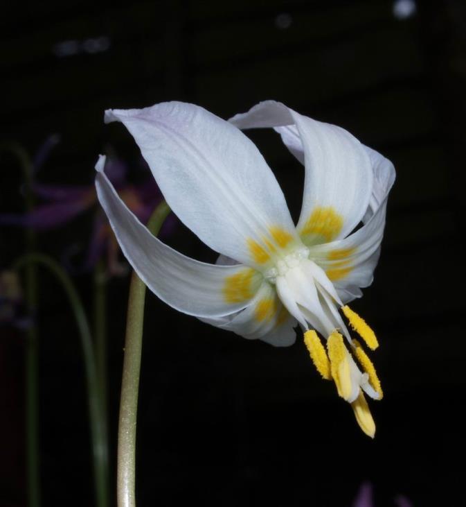 For the last three years we have had a single pure white seedling that I believe is Erythronium