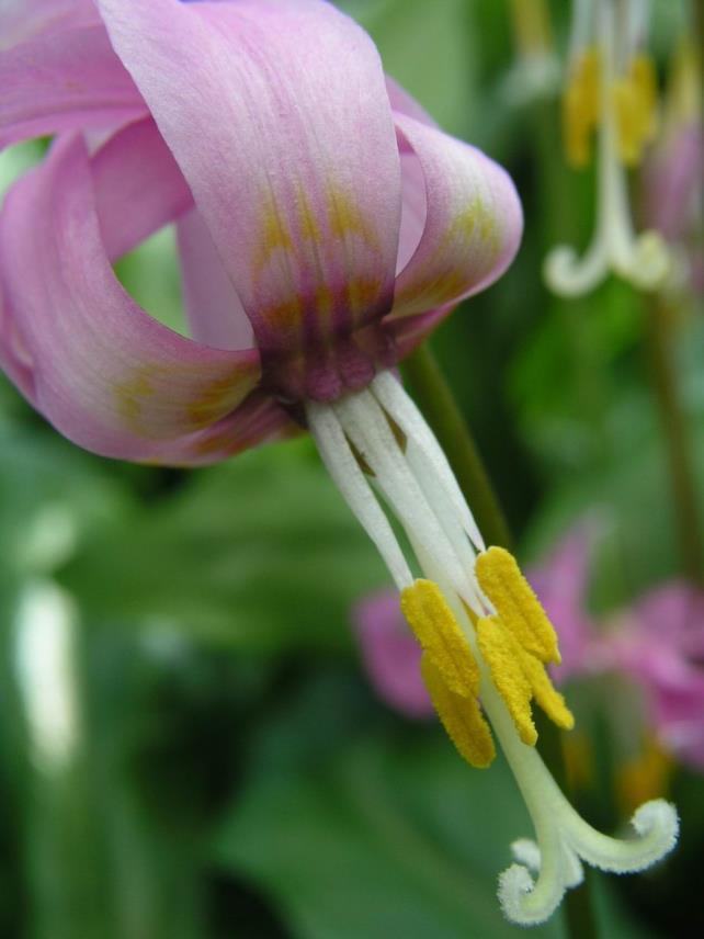 Erythronium revolutum hybrids mostly have different shaped filaments as you can see in the two hybrids