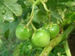 small tomato fruit in appearance, but highly toxic!