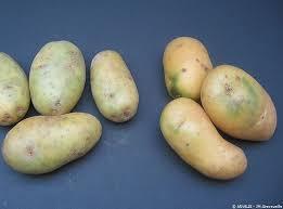 Potato Greening Excessive exposure of tubers to sunlight causes greening Tuber pieces with