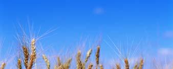 Wheat Wheat Hay