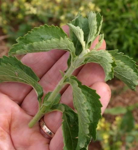 Fruitiness (Green) herb,