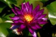 PURPLE Purple Fantasy A very unique hybrid of a tropical and 8 Pot $92.95 a hardy water lily giving a vivid purple #5 Tub $112.