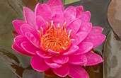 ft. Depth 10" - 20" Wow Dazzling hot pink blooms. Stunning 8 Pot $54.