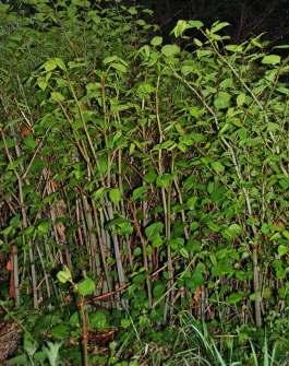 Japanese knotweed is listed as a non-native species under Schedule 9 of the Wildlife and Countryside Act.