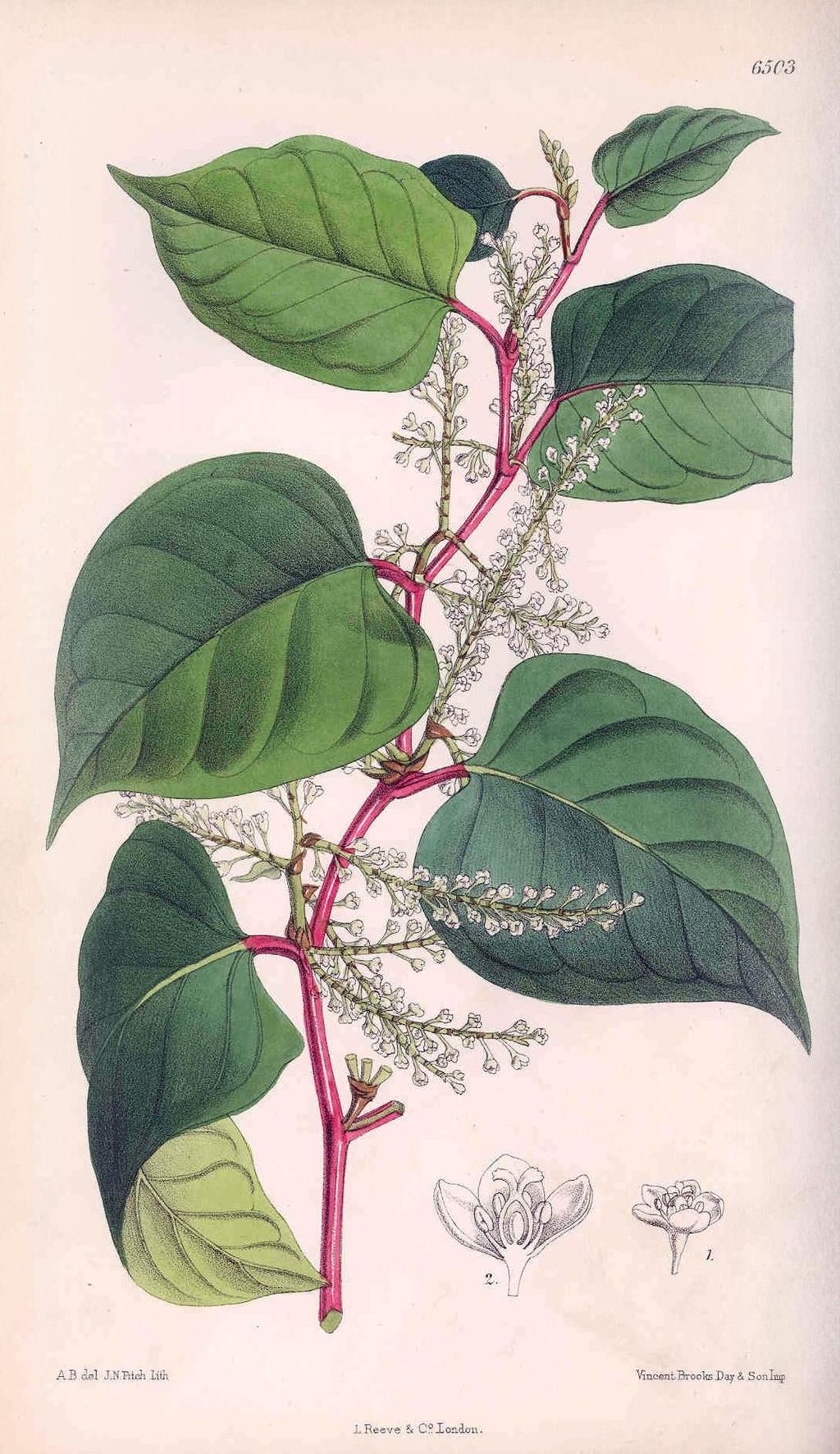 Contemporary engraving by De Vriese of Von Siebold s plant showing all the features of the British Japanese Knotweed