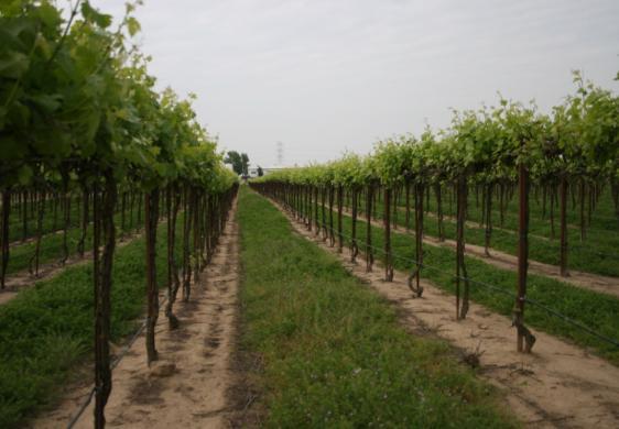 exposed to sunlight also plays a major role in vine response to crop load Systems biology is needed to help us
