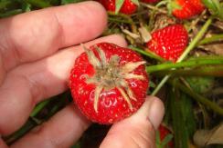 Strawberry Post-bloom to Harvest Strawberry Harvest Powdery mildew, leaf spot, leaf blight, leaf scorch condensed 121 Refer to