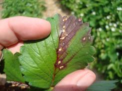 refer to previous Strawberry Leaf Spot Strawberry Tables Added table: Preharvest Restrictions for Fungicides for Use on