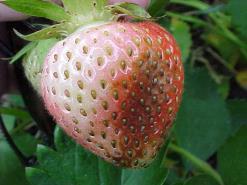 Sivanto Change of rating symbols +, ++, +++ to P, F, E Thrip Thrip Damage on Strawberry Fruit Small Fruit Tables Fungicide