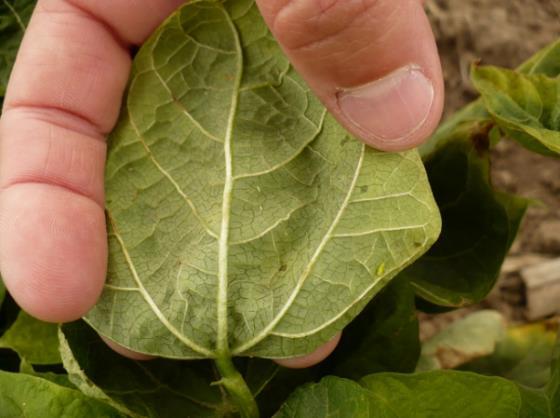 Potato leaf hopper damage (%) Hopperburn is not present until 5-7 days after leafhopper feeding has occurred.