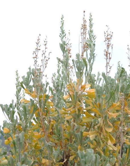 Artemisia tridentata big sagebrush