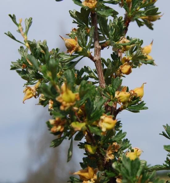 Purshia tridentata bitterbrush ROSE Family Habitat: in hot dry