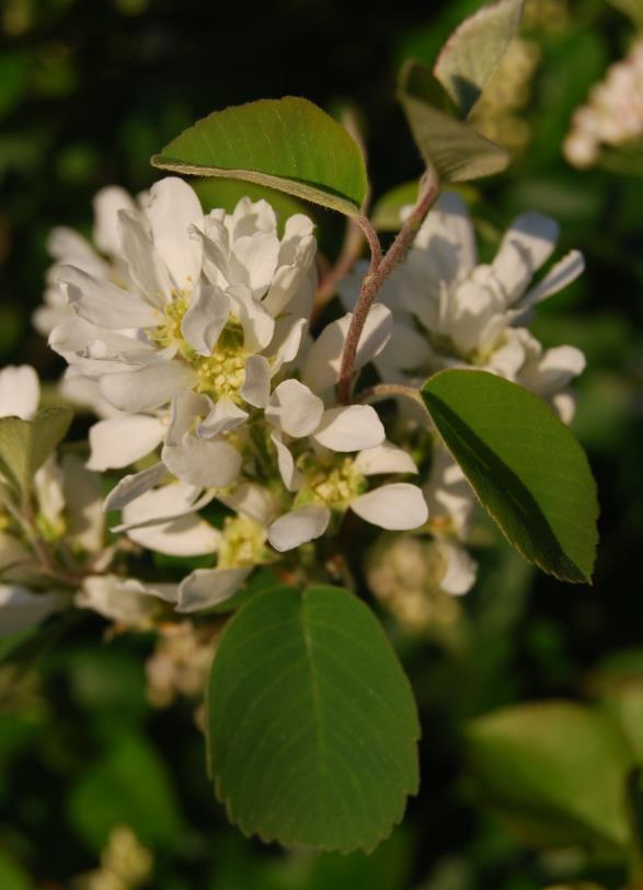 In short leafy clusters of 3-20 flowers at branch tips