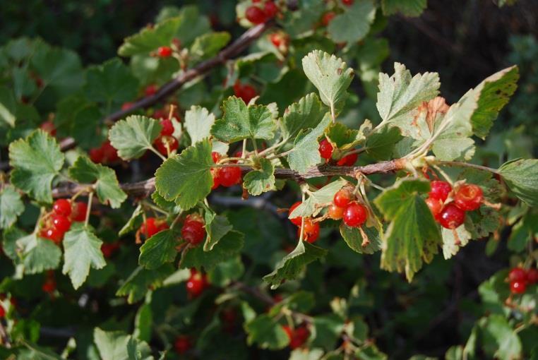 Ribes cereum wax current (older name, squaw current) CURRANT