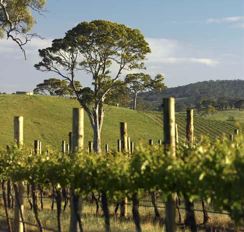 Key Points Australian Wine Business Results & Summary Outlook Wine Show Results / Key Points Net profit after tax $4.3 million compared to after tax loss of $2.