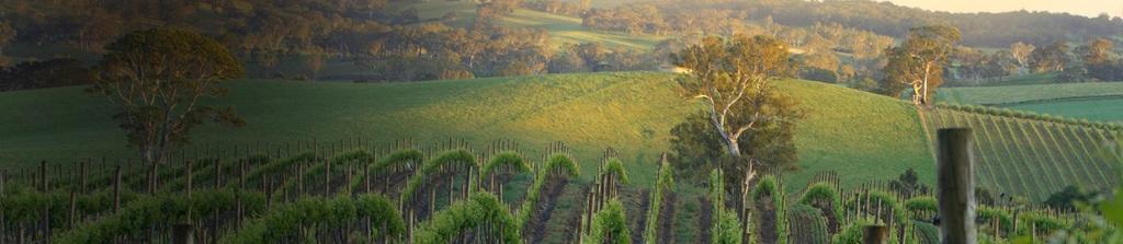 Key Points Australian Wine Business Results & Summary Outlook Wine Show Results / Key Points (cont.