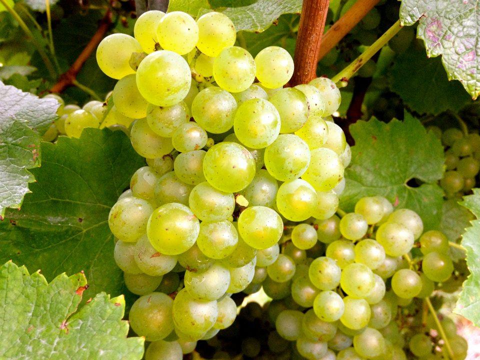 VINEYARD Wine Insights has the exclusive long term supply of the grapes from the Cumulus vineyard, which underpins the long term quality of our brands while retaining the terroir.