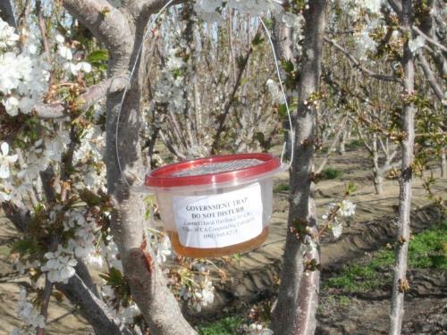 Phenology Studies Weekly monitoring of adult SWD 20+ traps monitored weekly since 2010 Monitoring in cherries, citrus