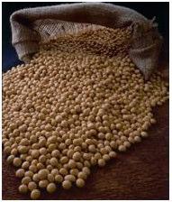 It grows in varied agro-climatic conditions. It has emerged as an important commercial crop in many countries and international trade of soybean is spread globally.