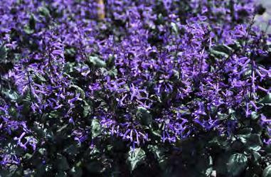 Mona Lavender Plectranthus Very free-flowering with excellent heat and drought tolerance, the plants put on an