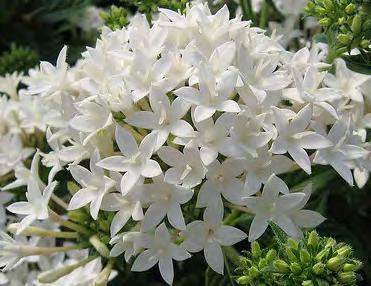 Pentas form mounds of flowers in the