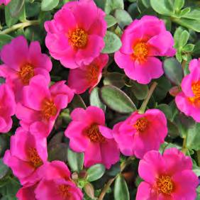These purslane have big flowers and are more upright than other purslane.