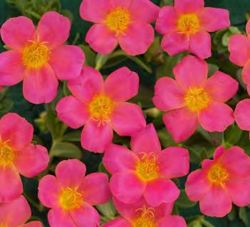 It is excellent as a groundcover or in containers or hanging baskets.