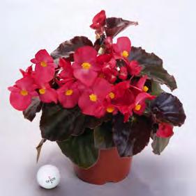 Characterized by its upright arching habit, 'BIG' begonias make