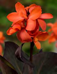 Cannas are sun-loving tropical plants that thrive in hot, humid